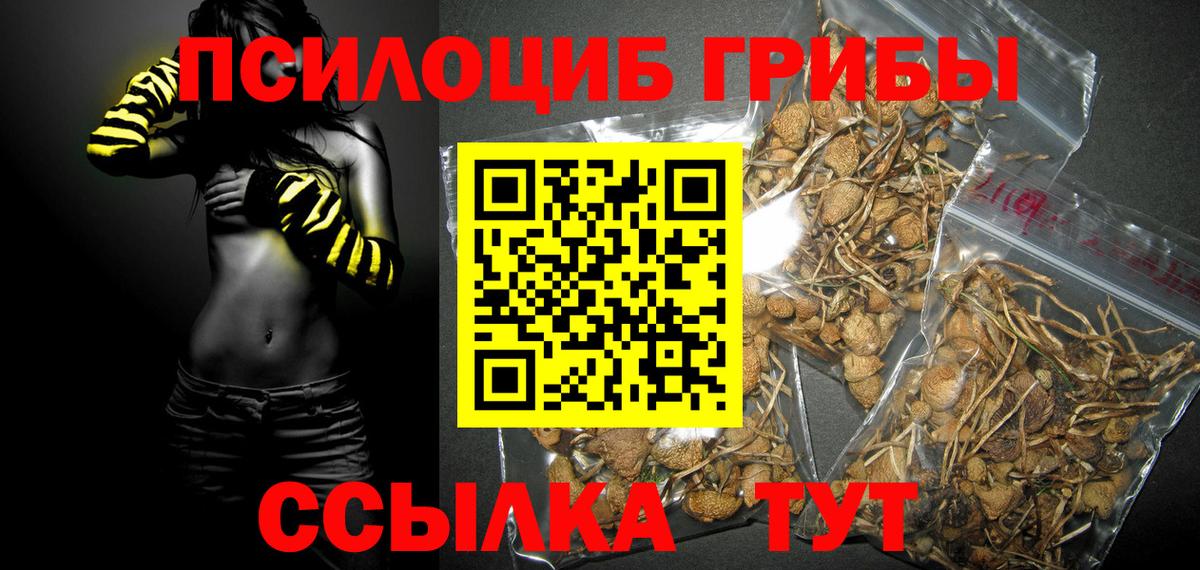 Камышин  Псилоцибиновые грибы Psilocybine cubensis  купить   Вход с VPN 